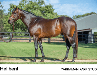 Hellbent Yarraman Park Stu