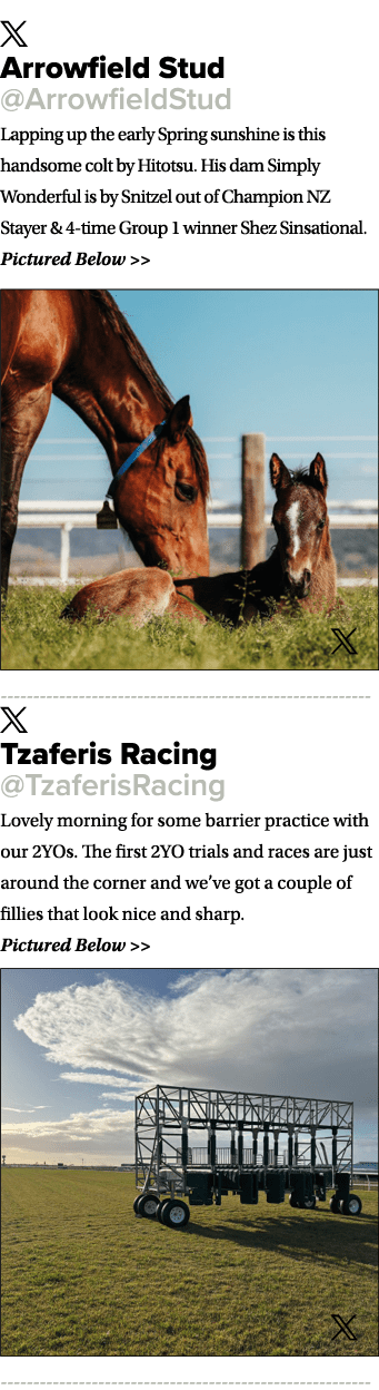 ￼ Arrowfield Stud @ArrowfieldStud Lapping up the early Spring sunshine is this handsome colt by Hitotsu. His dam Simp...