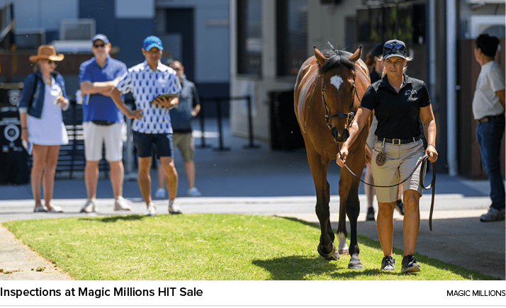 Inspections at Magic Millions HIT Sale Magic Million