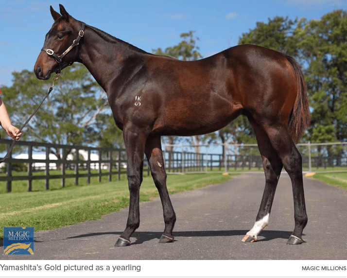 Yamashita’s Gold pictured as a yearling Magic Millions