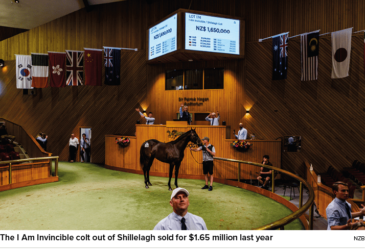 The I Am Invincible colt out of Shillelagh sold for $1.65 million last year NZ