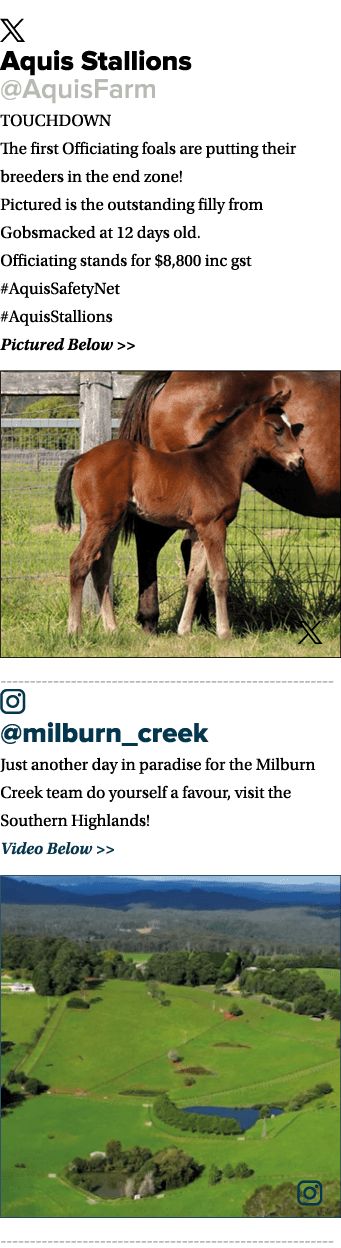 ￼ Aquis Stallions @AquisFarm TOUCHDOWN The first Officiating foals are putting their breeders in the end zone! Pictur...