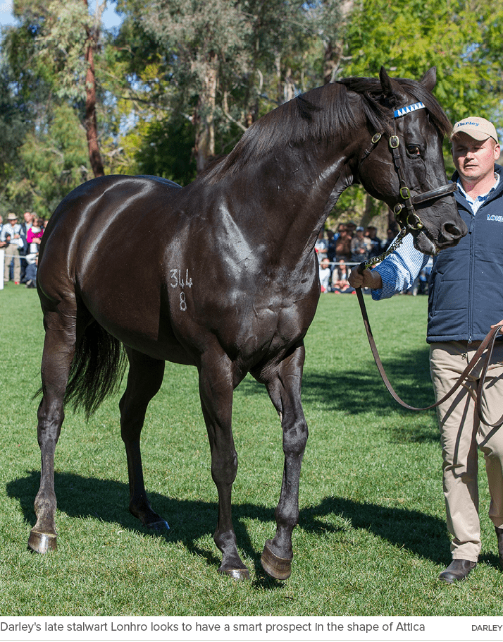 Darley's late stalwart Lonhro looks to have a smart prospect in the shape of Attica darle