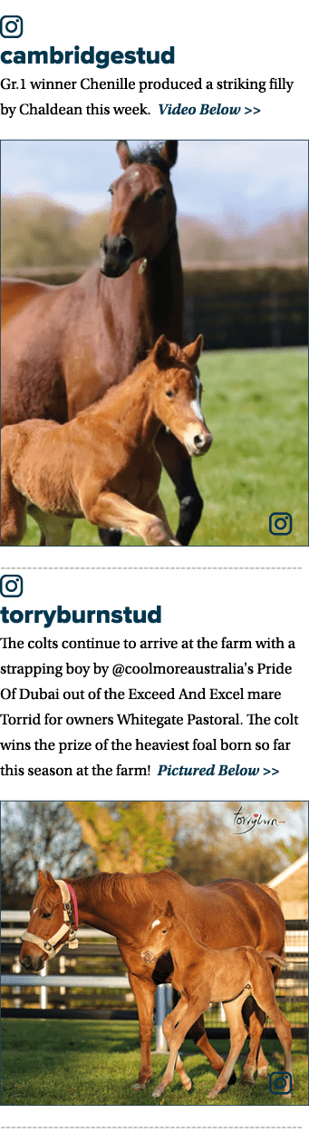 ￼ cambridgestud Gr.1 winner Chenille produced a striking filly by Chaldean this week. Video Below   ￼ ￼ torryburnstu...
