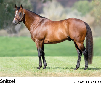 Snitzel Arrowfield stu