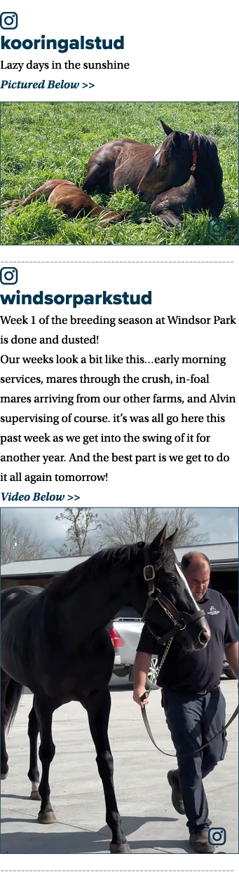 ￼ kooringalstud Lazy days in the sunshine Pictured Below   ￼ ￼ windsorparkstud Week 1 of the breeding season at Wind...