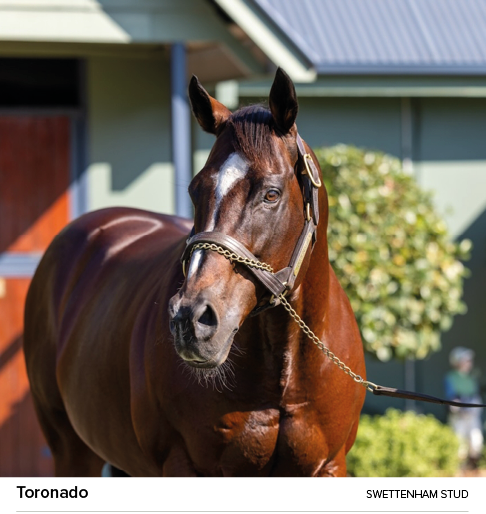 Toronado Swettenham Stu