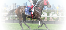 Mr Brightside (NZ) on the way to the barriers prior to the running of the The All-Star Mile at Flemington Racecourse on March 08, 2025 in Flemington, Australia. (Photo by George Sal/Racing Photos)
