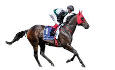 Mr Brightside (NZ) on the way to the barriers prior to the running of the The All-Star Mile at Flemington Racecourse on March 08, 2025 in Flemington, Australia. (Photo by George Sal/Racing Photos)