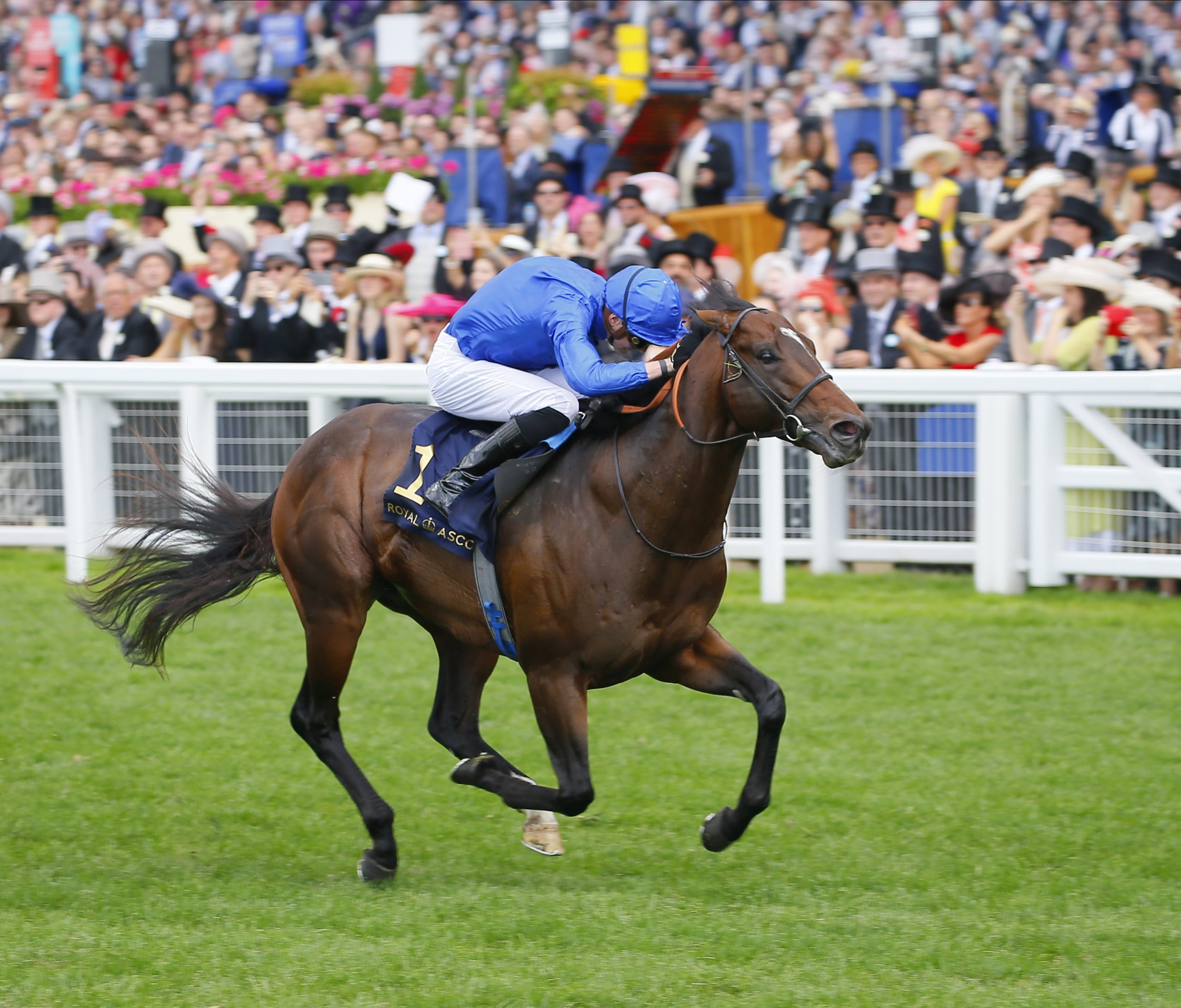 Darley To Bring Blue Point Too Darn Hot To Australia Anz Bloodstock News