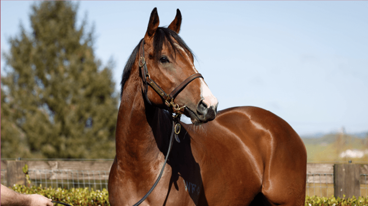 Stakeswinning filly Sky On Fire selling on Gavelhouse ANZ Bloodstock