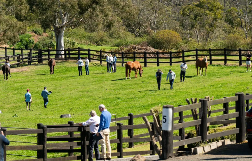 Coolmore’s Magnier buys Strawberry Hill Stud farm ANZ Bloodstock News