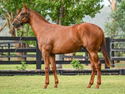 Zocketman pictured as a yearling