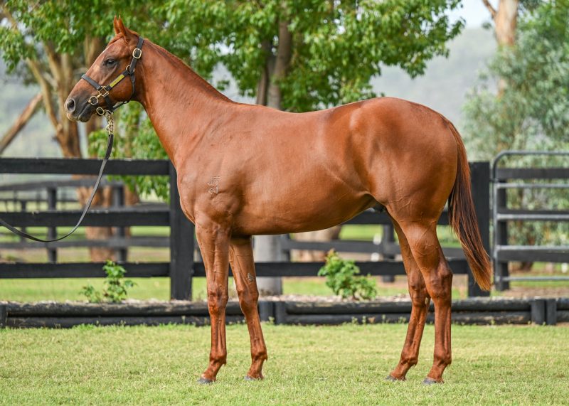Zocketman pictured as a yearling